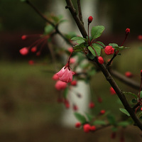 ��˿����