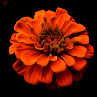 �����͵�ɫ