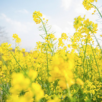 ·�߿������Ͳ˻�