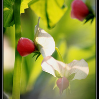 ��԰����㶹��