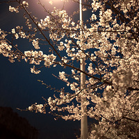 ɢ����ɢ����������ӣ����