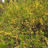 �����Ĵ���