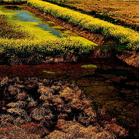 ������Ұ