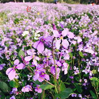 ����һ���˼������죡