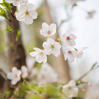 ����һ��ӣ��ʢ������