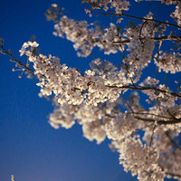 ҹ����ӣ�� ��һ���ĸ���