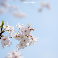 ɹɹ̫��������