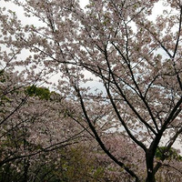 ������԰��ӣ��