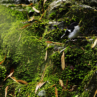 "��������������",  �����и�ɽ����