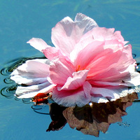 �����ƽ�