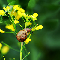 ������ţ