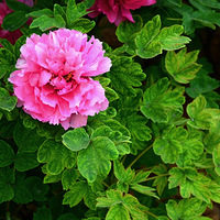 ����ĵ��