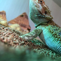 �Ȱ�С������������