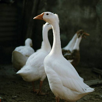 �����С����