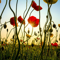 ��¶ ϼ�� ������...