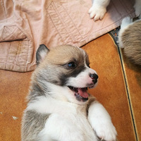 �»����������£�