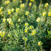 �ڴ��켴ʹ�ǲ�֪����Ұ��Ҳ������