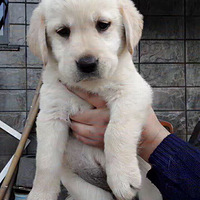 ��������ͼ�����