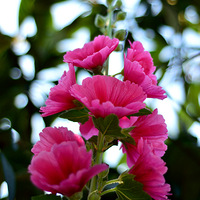 ����С��