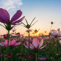 Ϧ���µĲ�˹��~~