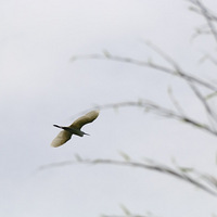 ��侺������q