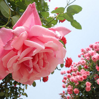 ���ĵ��¼���