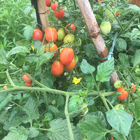 �ղ�  �������Ͼ�Ȼ�Ŵ�