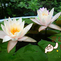 ��Ӱ����֮һ