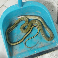 ��ҹ���������ȵ��ܲ��ˣ�Ǳ�����ڣ�