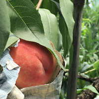 ��ʢ������