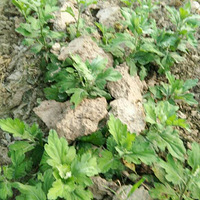 90��ѡ��ũҵ�д��𣬴�����Ϊɶ��������