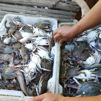 ����ʯ����������