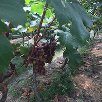 ����ȥ����ũׯ������