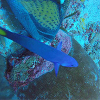 �����εĸо�