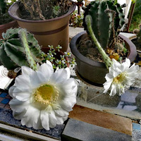 ӽ������̨������