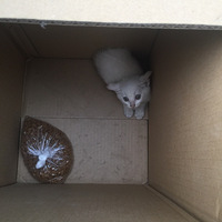 �������С��è