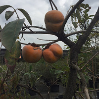 ˮ���������ܸ���  ����ͣ������