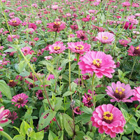 ����+��ʳ