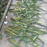 ����������ʳƪ��---«��