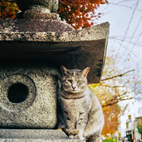 ��Ƭ���н�Ƭ�� ����