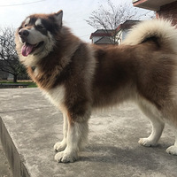 ��ֵ��������