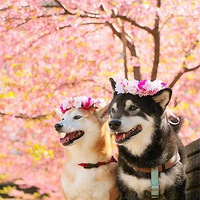 �𶯷�������������