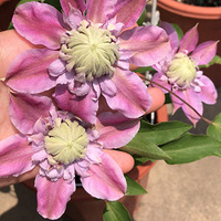 �ճ�ɹ�ҵ�С��԰