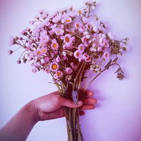 ·�ߵ�Ұ���ɲ�