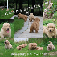 �ԼҴ��ë�������ˣ��������ˣ�ɹ��