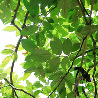 �ϰֵĻ�԰���ҾͲ�˵����