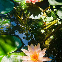 С�ɲ�¶����