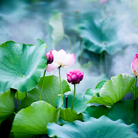 YINTAI PLACEʱ