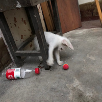 ɫè