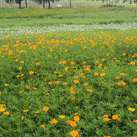 һ���ǻ�԰��һ����xx�ӣ����̫��